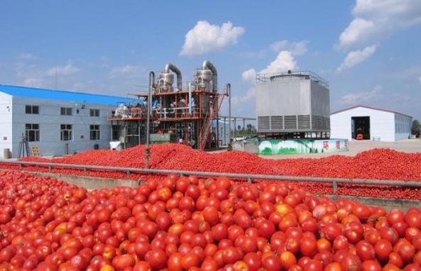مرکز عرضه رب گوجه اسپتیک صادراتی