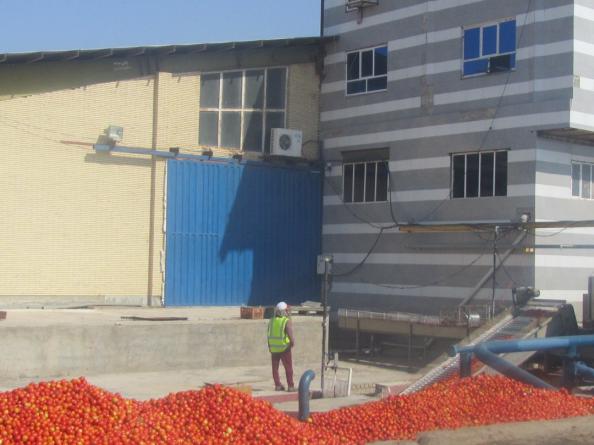 تاریخچه تولید رب گوجه فرنگی