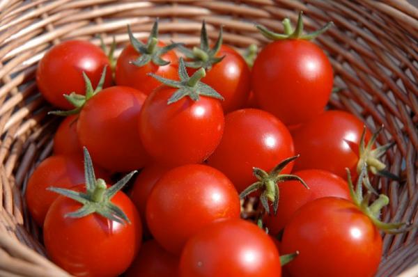 بررسی قوانین صادرات رب گوجه